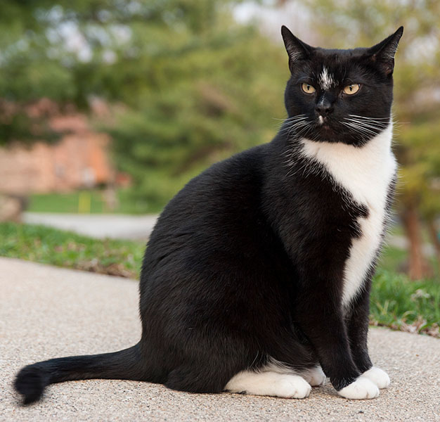 Tuxedo cat with black fur and white belly.