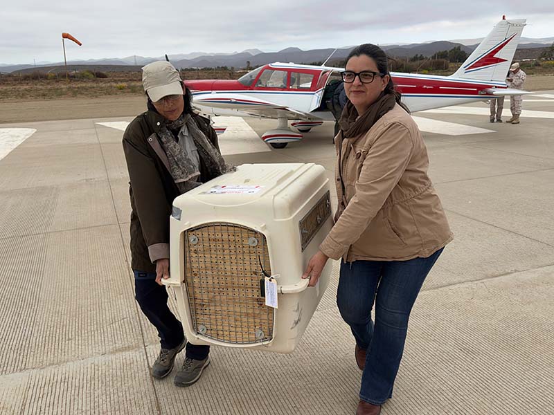 Two women carry a white cage. In the background, there is a light aircraft.