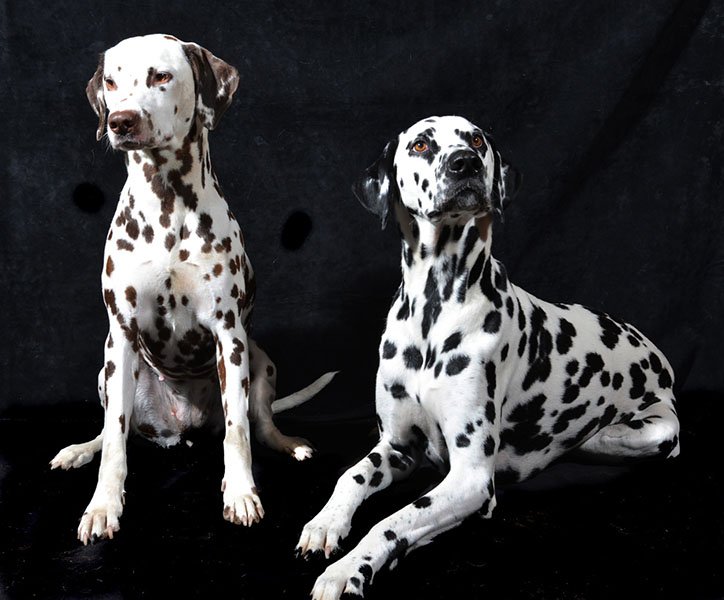 Two Dalmatian dogs