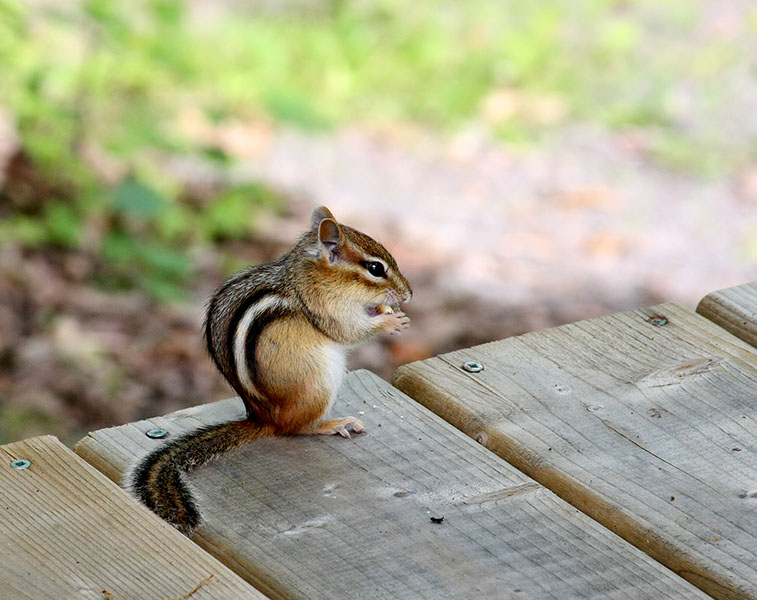 Picture of a chipmunk