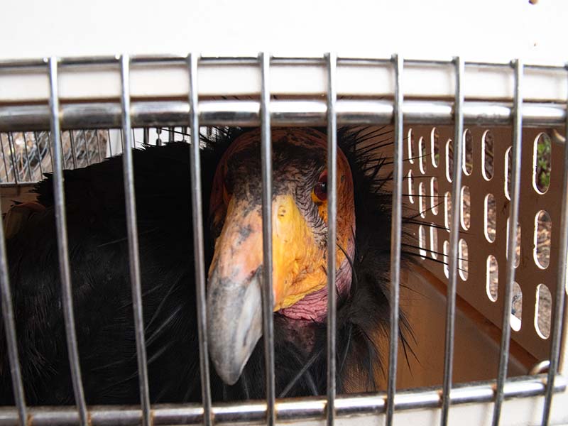 A California condor inside a cage.