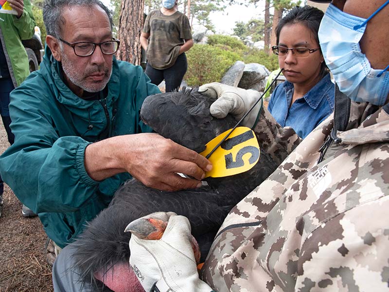 A man places a sensor on a condor with a yellow sign and the number 51 in black. There are other people around them.