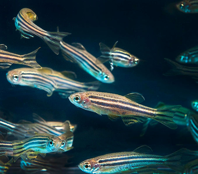 A school of striped zebrafish
