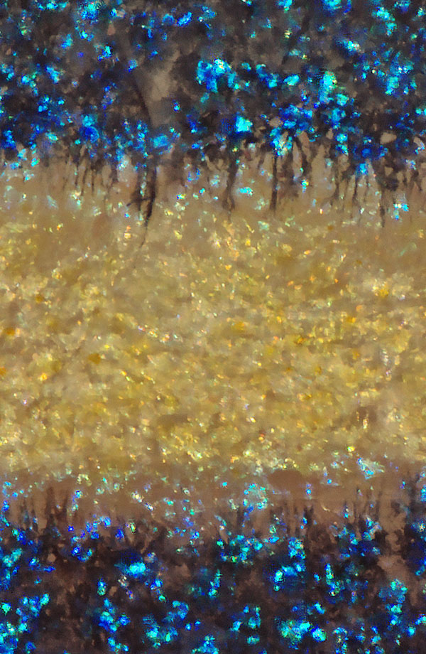 A close-up of zebrafish stripes shows black tendrils reaching into the yellow zone.