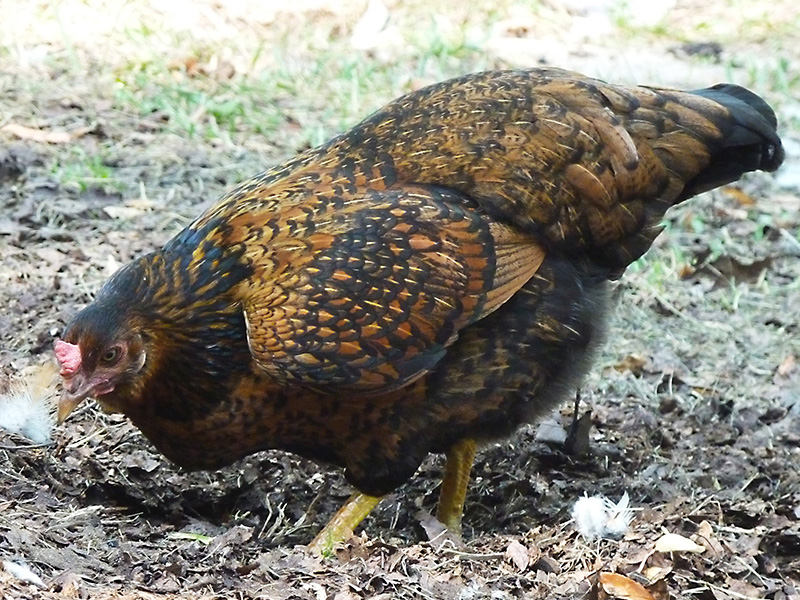 A hen has black-and-brown patterned features