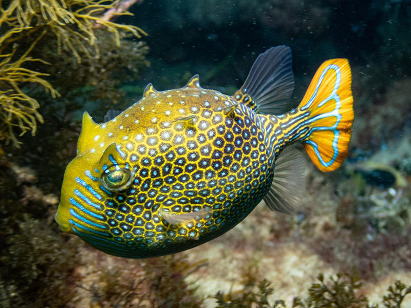 A boxfish with a hexagonal pattern