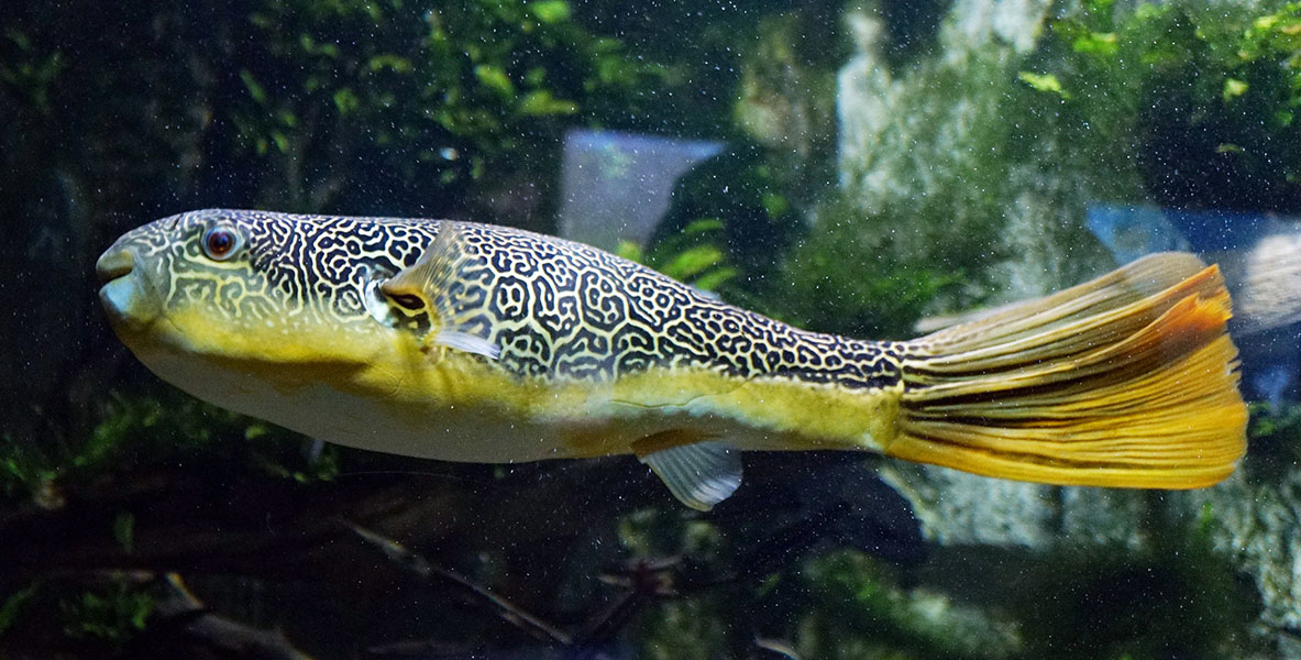 A pufferfish shows a mazelike pattern of dark and light lines.