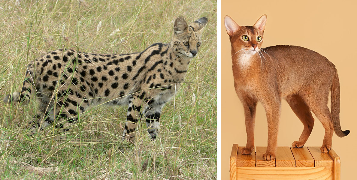 Two cats are shown, with the one on the left have the most distinct spotting, and the one on the right with a more blended coloration.