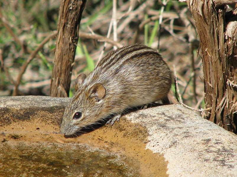 A mouse has stripes on its back.