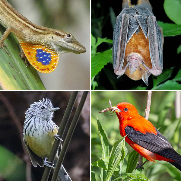 Four photos: a lizard, two birds and a bat