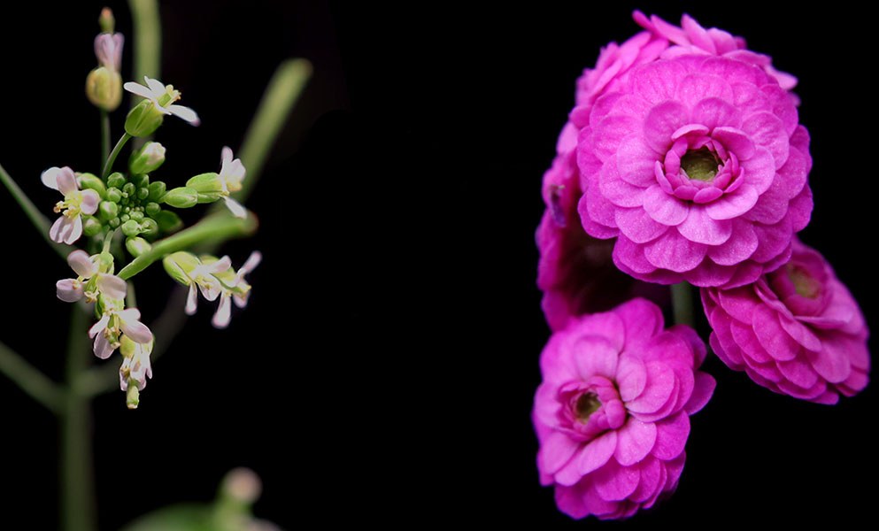 Arabidopsis transformed Photo of Arabidopsis flowers, each with four small white petals next to Arabidopsis with large flowers of multiple whorls of pink petals.