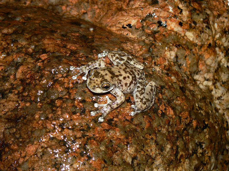 A tan frog with brown spots rests on a brown, wet rock.