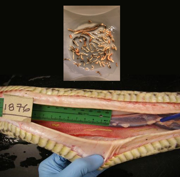 Photo of a dissected snake revealing parasite. Inset above shows a dish of the parasites.