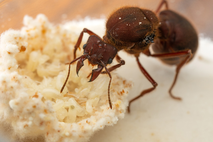 Ant up close tends to yellow eggs cupped in a mass of spongy fungus