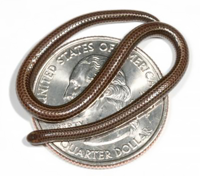 A tiny snake is shown atop a US quarter.
