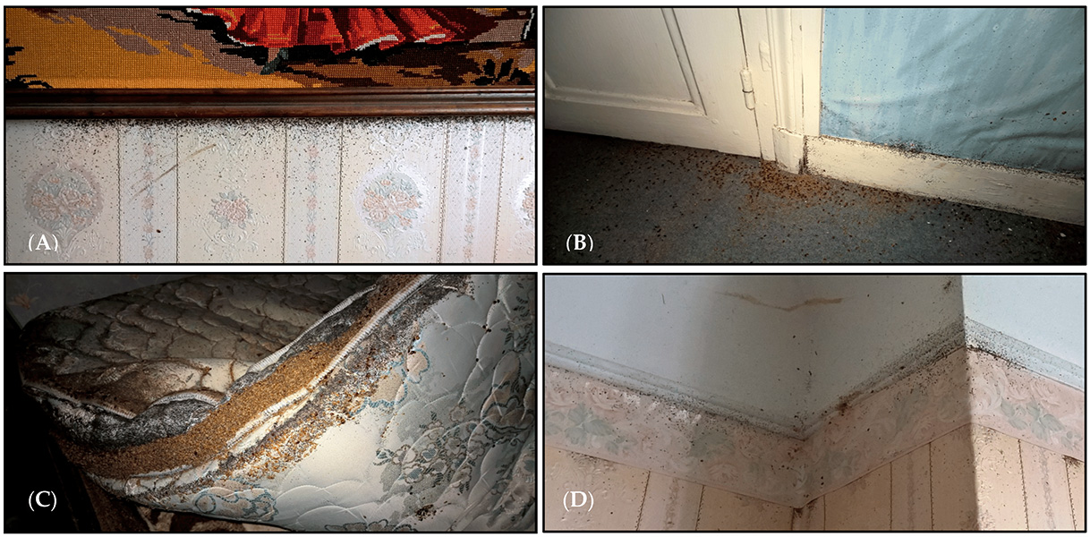 Four photographs show parts of wall, baseboard and mattress with many bed bugs, along with their excretion and exoskeleton debris.