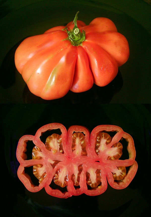 Stem cells gone wild A fat, large, convoluted beefsteak tomato shown in a top-down view and cross-section.