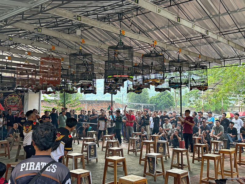 Singing competition Many men gathered on a patio beneath hanging cages holding songbirds