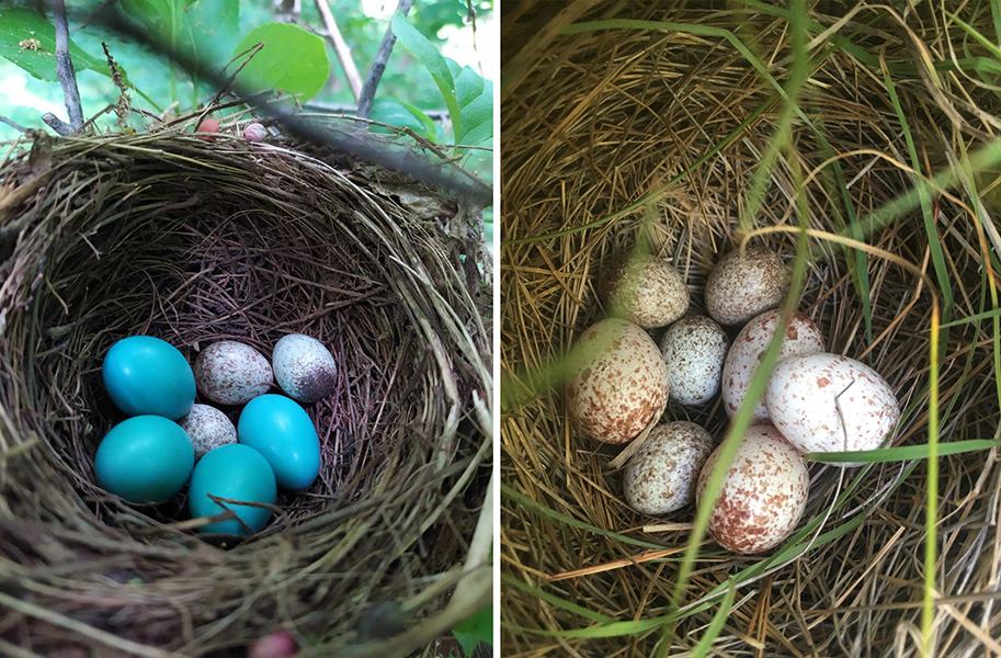 Two birds’ nests, one with blue eggs and white speckled eggs and one with white speckled eggs of two different sizes.