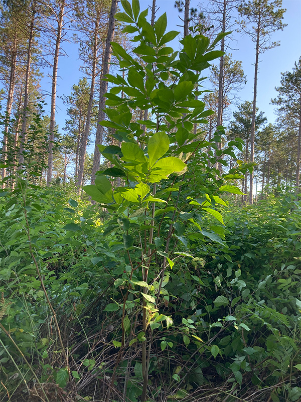 Photograph of a young broadleaf sapling. Pine trees are in the background.