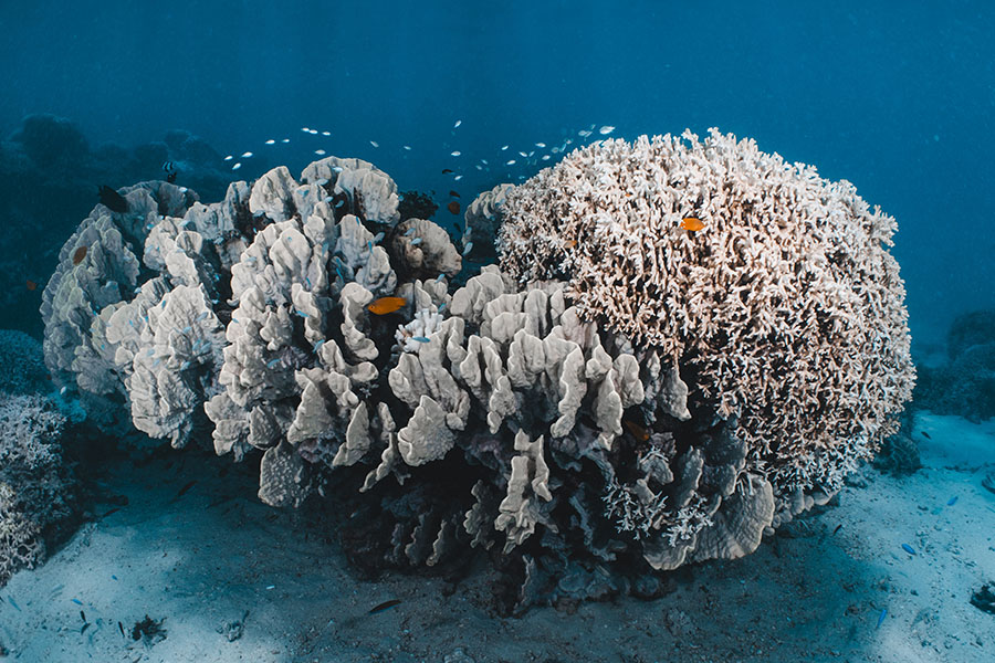 Underwater photo shows a few types of large corals bleached white on the sea floor.