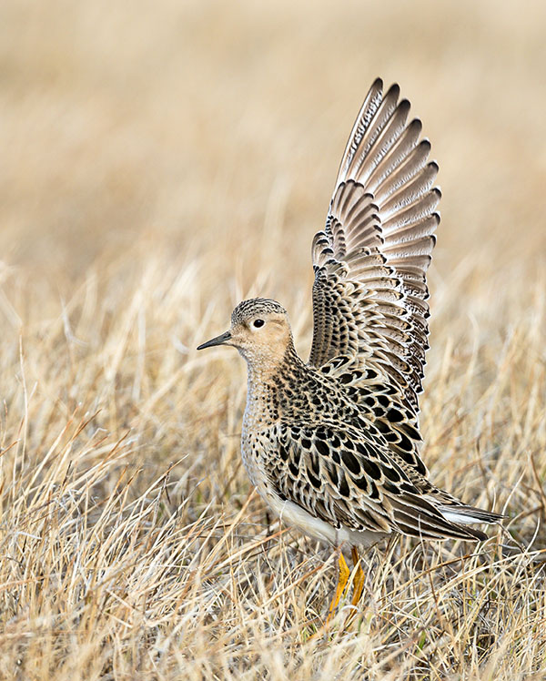 Buff-breasted sandpiper A bird with striking plumage in shades of tan and dark brown/black stands in short grass. One of its wings is raised.