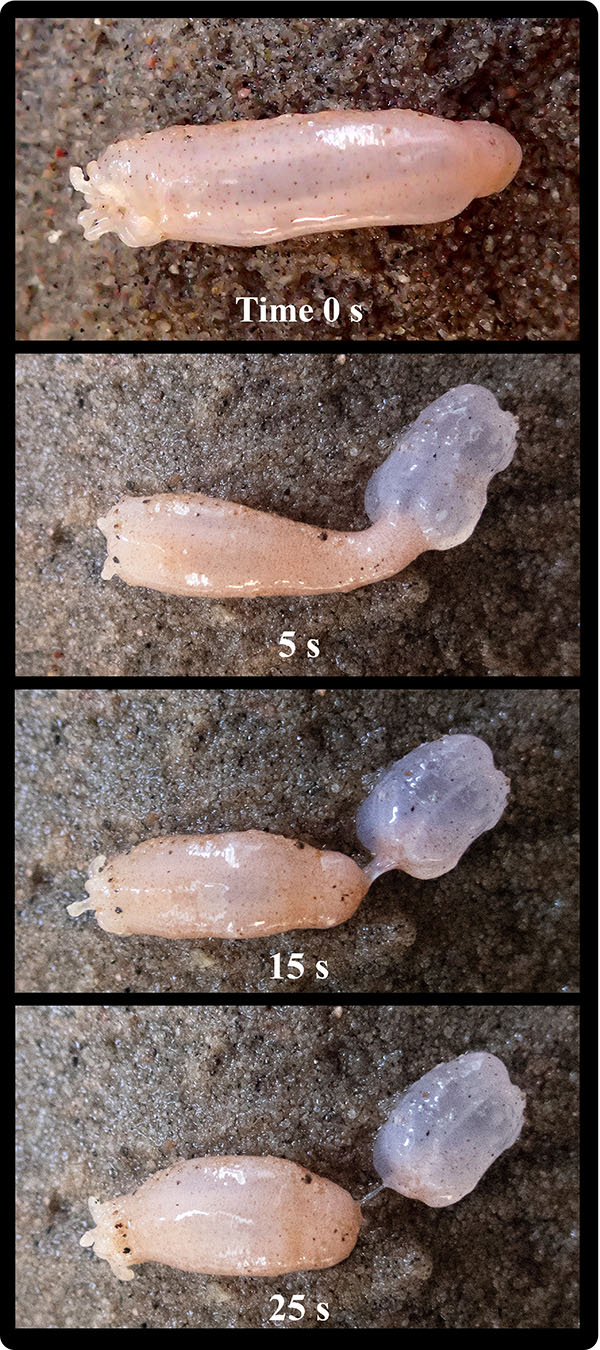 Sea cucumber sheds body part A series of photos shows a pink, smooth sea cucumber puffing up and then pinching off part of its body.