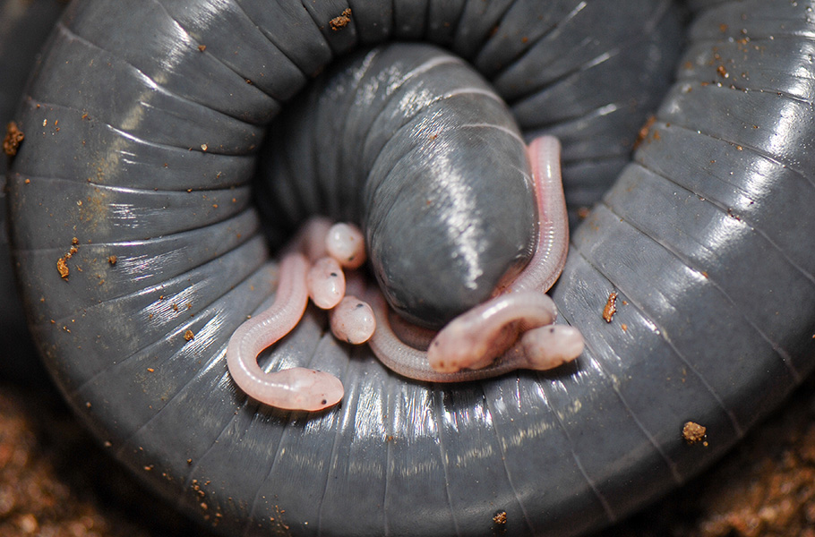 Photograph of the grey, worm-like body of a ringed caecilian curled around a number of small, pink, baby caecilians.