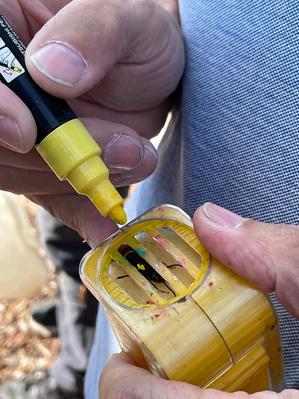 Photo shows a close up of a yellow pen being used to add a spot of bright yellow to the back of a hornet that is trapped in a plastic box.