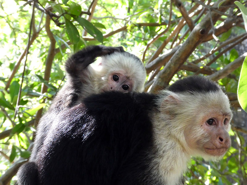 An infant capuchin rides on the back of an older capuchin.