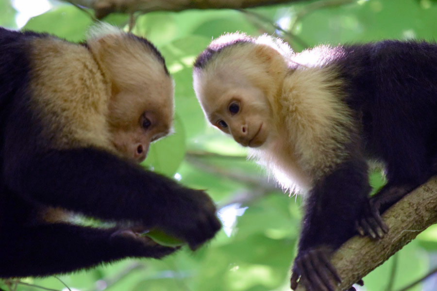 An older white-faced capuchin is working to open a fruit while a youngster looks on.