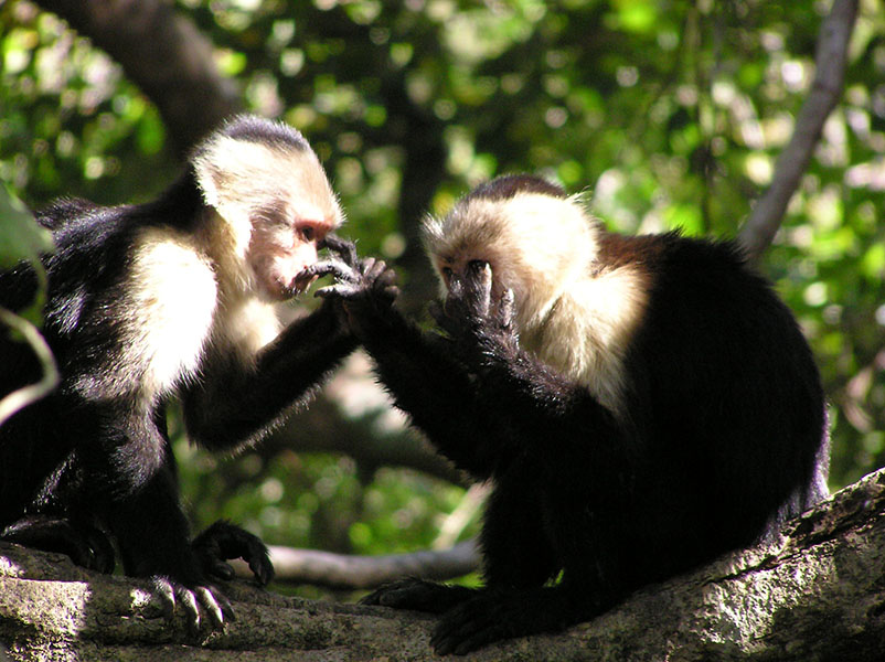 Two capuchins sit on a branch facing each other. One is reaching out to touch the face of the other.