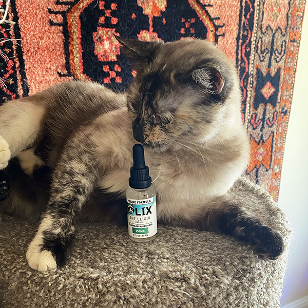 Photograph of a tortie point Siamese cat sitting on a brown cat tower with a red-patterned rug behind her. A vial of CBD oil is in front of her.