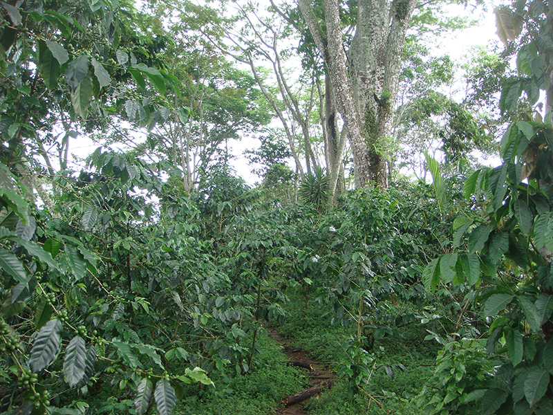 Coffee trees, plump with green berries, grow in crowded, shady understory.