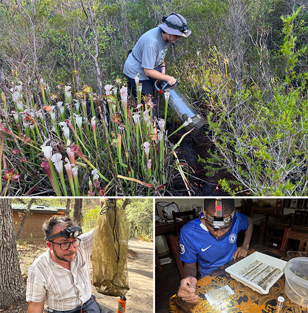 Researcher holding a vacuum in a bog; researcher inspects a netted tube filled with bugs; researchers at a desk sorts through insects with tweezers.