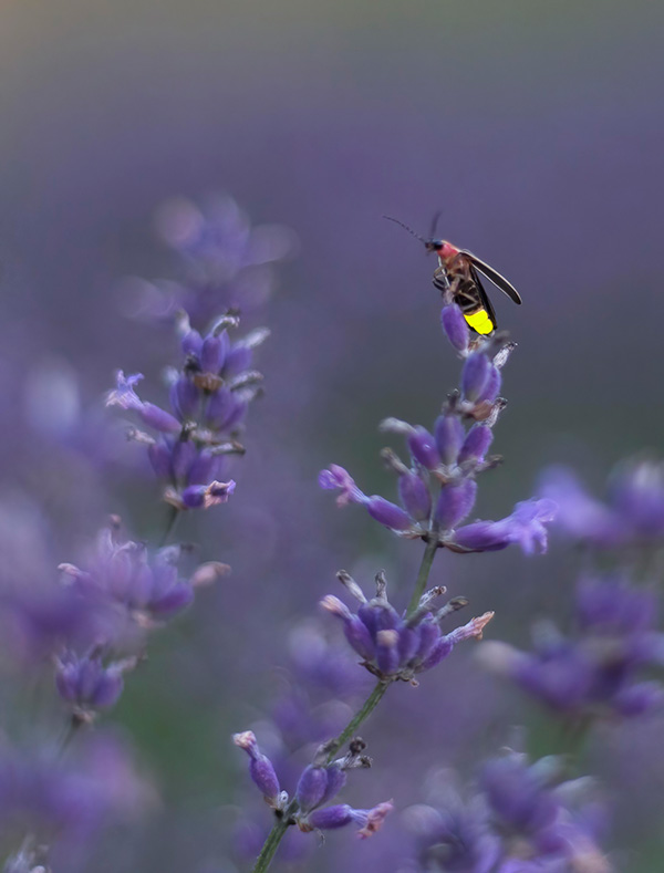 A firefly perched on a flower glows yellow