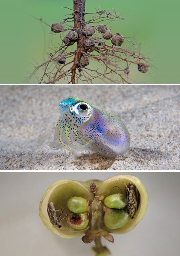Compartments and cooperation Three photos. Top to bottom: Soybean root nodules, bobtail squid and section through a fig flower.