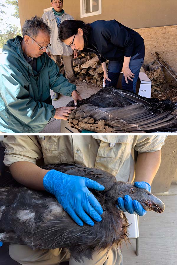 Photos of a wounded condor.