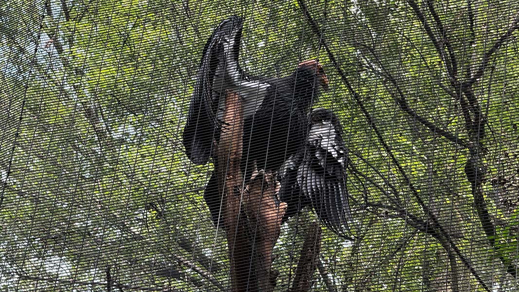 A condor behind the mesh of an aviary.