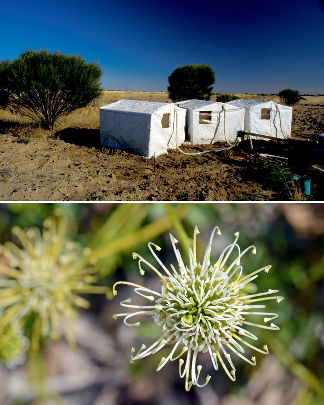 Corrigin grevillea rediscovered Two photographs. The top photo shows three tents with tubes coming out of them, situated in a sparse landscape. The bottom photo shows a delicate white flower.