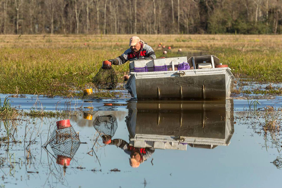 Harvesting crawfish A farmer harvests crawfish from his boat. He is pulling a net from the water with a red buoy attached to it.