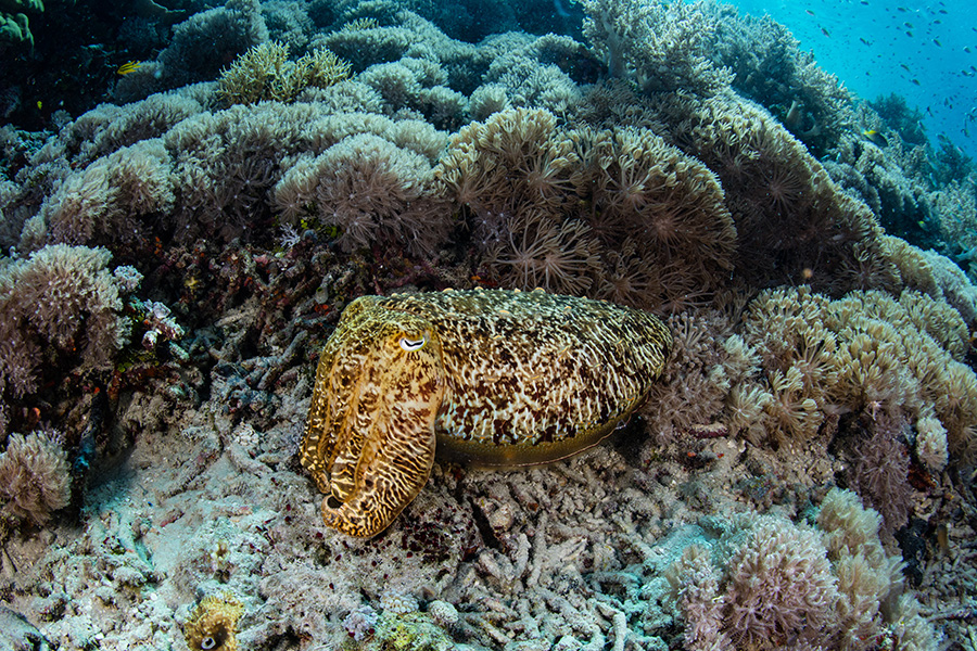 A brown and yellow cuttlefish blends into a reef.