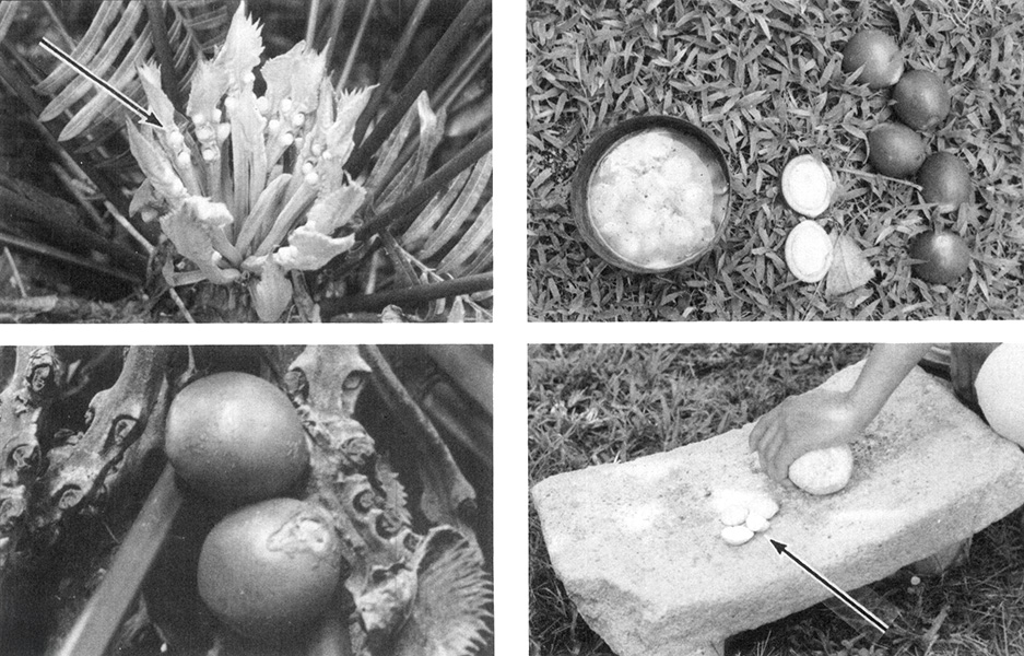 Four photos showing cycad seeds and how they are processed for food.