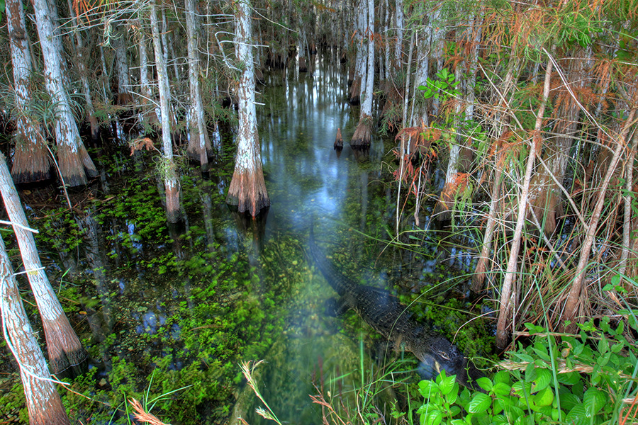 Photo of cypress trunks and water.