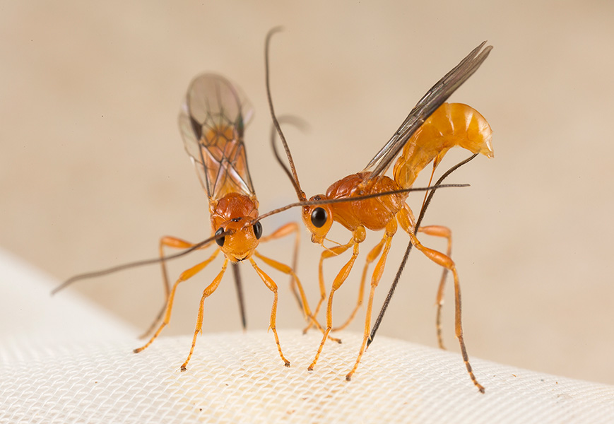 Photograph of two orange-yellow parasitoid wasps standing side by side and poking their stingers through a white mesh cloth.