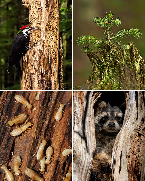 A woodpecker, tree seedling, racoon and termites enjoying different dead trees.