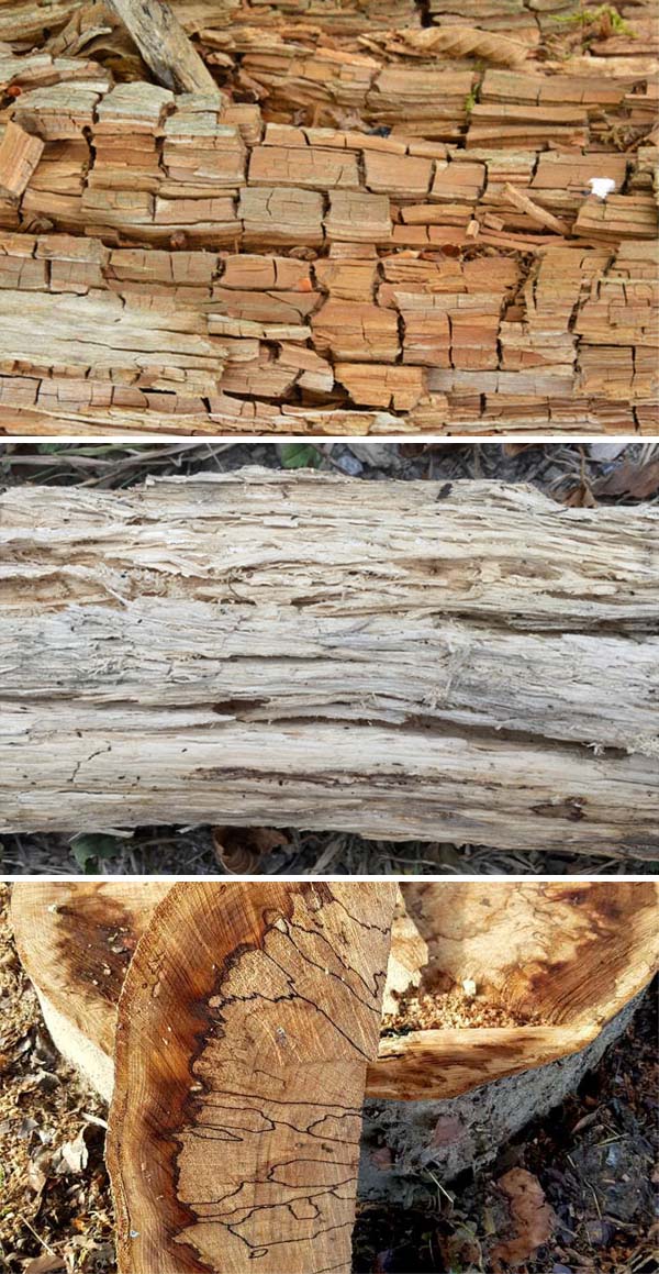 Photo of brown crumbly wood, photo of white stringy wood, photo of cross section of wood crisscrossed with black lines.