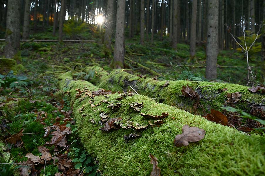 Logs covered in moss and lichen lie on the forest floor