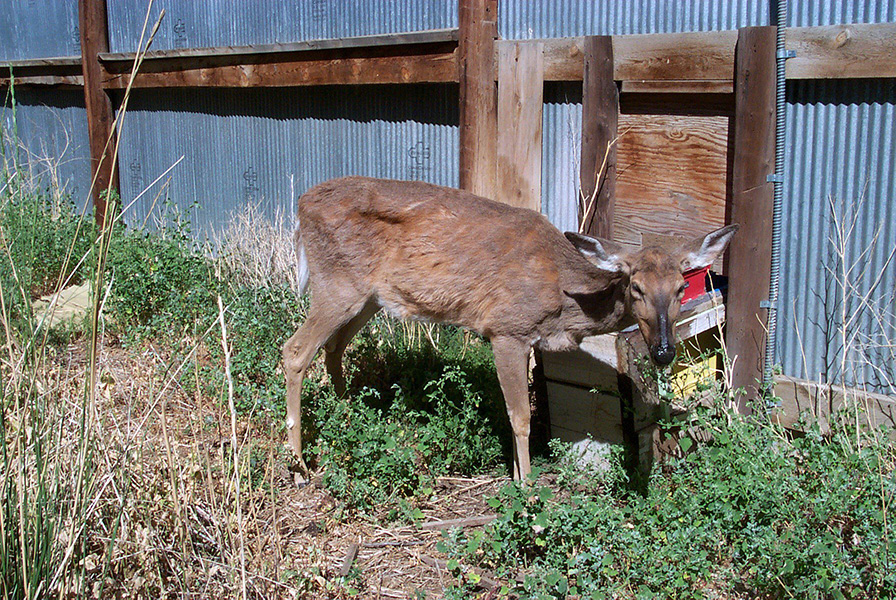 An emaciated and unhappy-looking deer stands next to a fence.