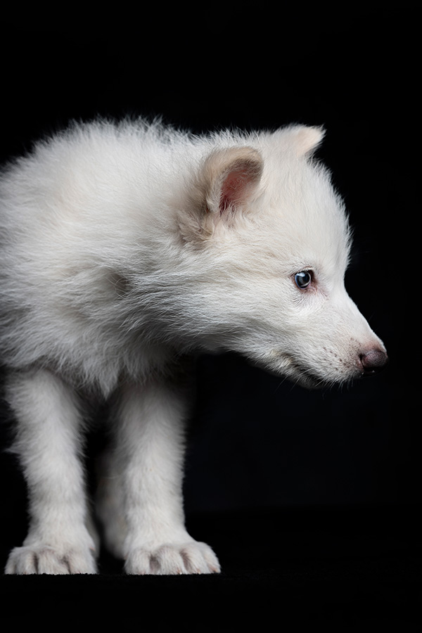 Dire wolf? A photo shows a white wolf puppy.
